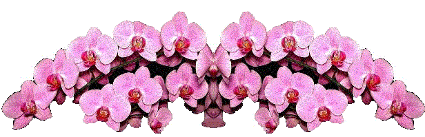 /Users/Vidar/OrchidHoliday/Publish/images/orchid-transparent.gif
